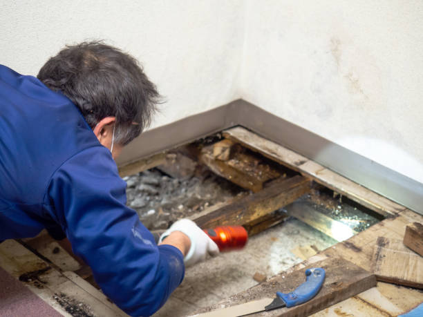 Best Mold Remediation  in Tucson, AZ