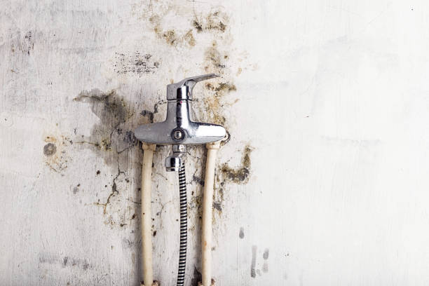 Best Same-Day Mold Removal  in Tucson, AZ