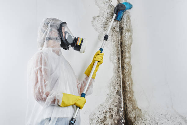 Best Mold Remediation Experts  in Tucson, AZ