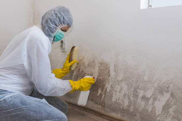 Best Attic Mold Removal  in Tucson, AZ