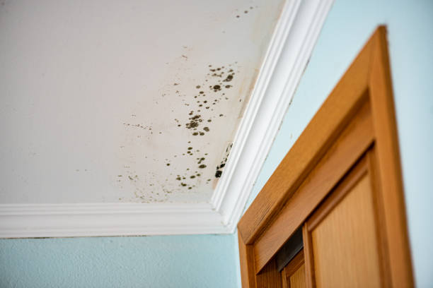 Best Emergency Mold Removal  in Tucson, AZ